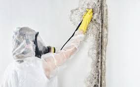 Professional Mold Remediation in Lake Hamilton, FL